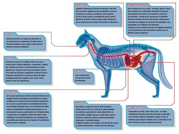 Sistema digestivo felino 